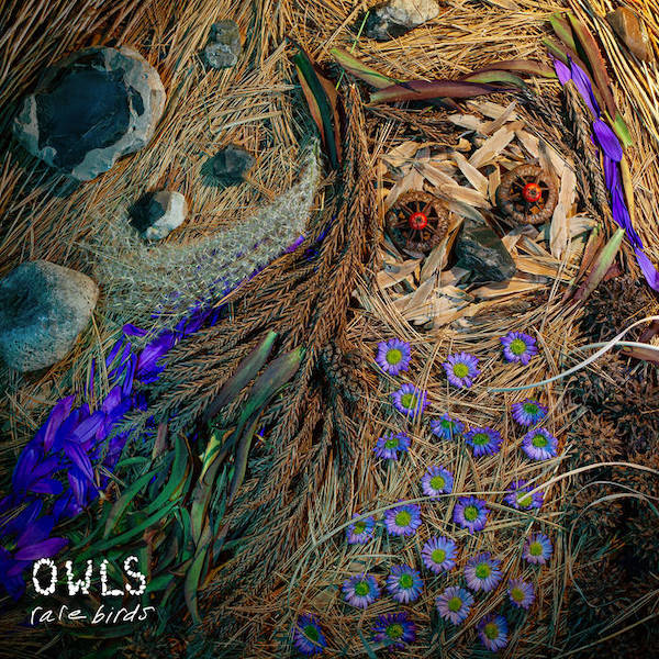 Artwork for Owls Rare Birds